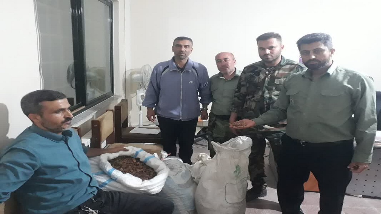 کشف و ضبط  ۱۷۳ کیلوگرم ثعلب از جنگل‌های مینودشت