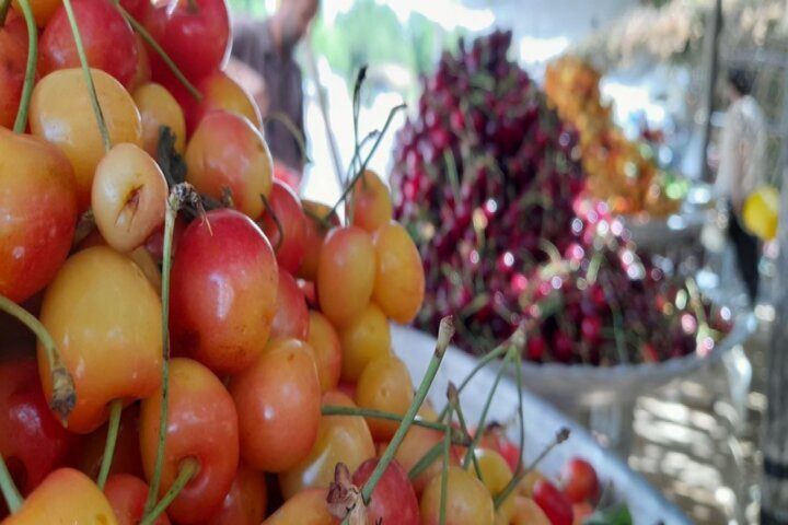 یکه&zwnj;تازی دلالان در بازار میوه&zwnj;های نوبرانه خراسان&zwnj;شمالی