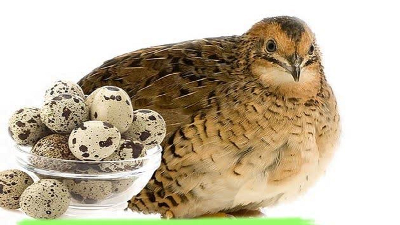 گوشت بلدرچین معجزه آسا برای سلامتی