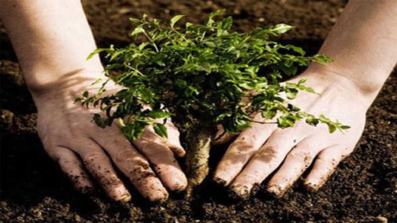 کاشت ۵۰۰۰ اصله درخت در مراسم گرامیداشت بازی دراز