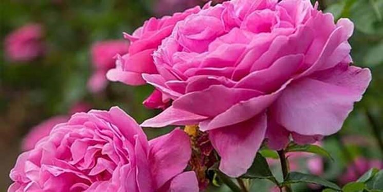جلوه زیبای گل محمدی بر تار و پود کشاورزی سربیشه