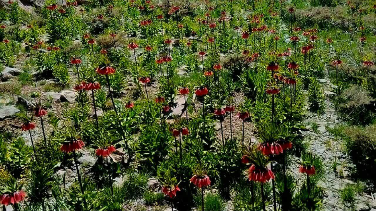 جلوه‌ای از زیبایی بهار در رویشگاه لاله‌های واژگون فریدونشهر