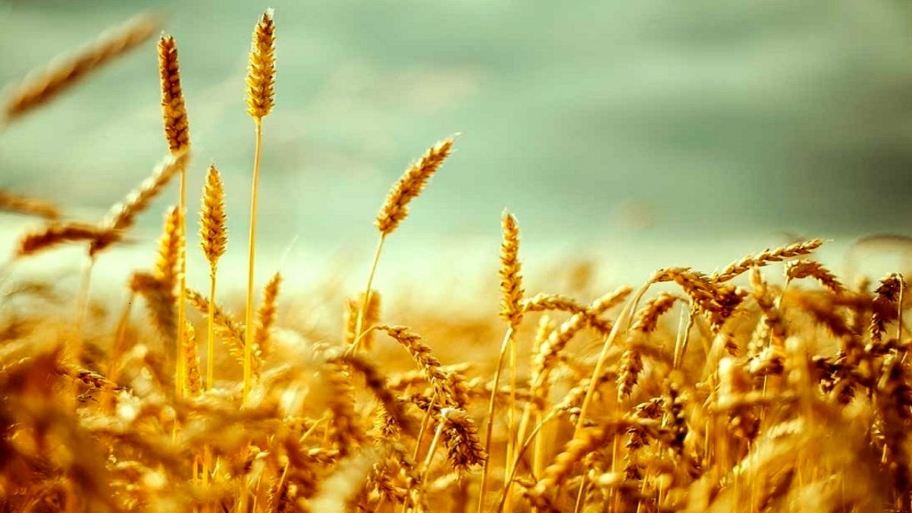 خرید تضمینی گندم در خوزستان از ۷۰۰هزار تُن گذشت