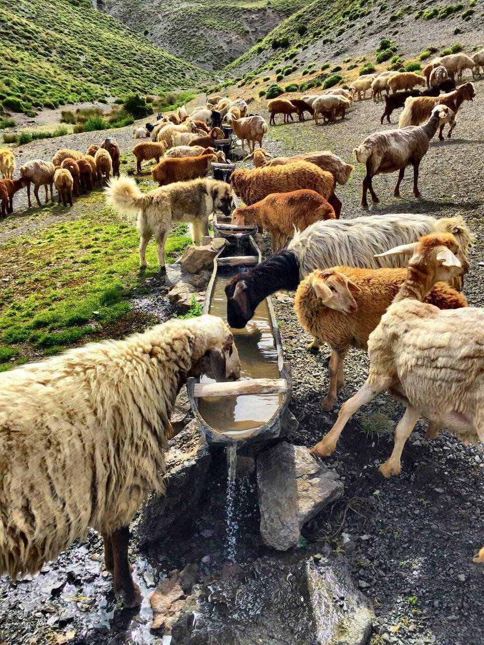 چرای گوسفندان
