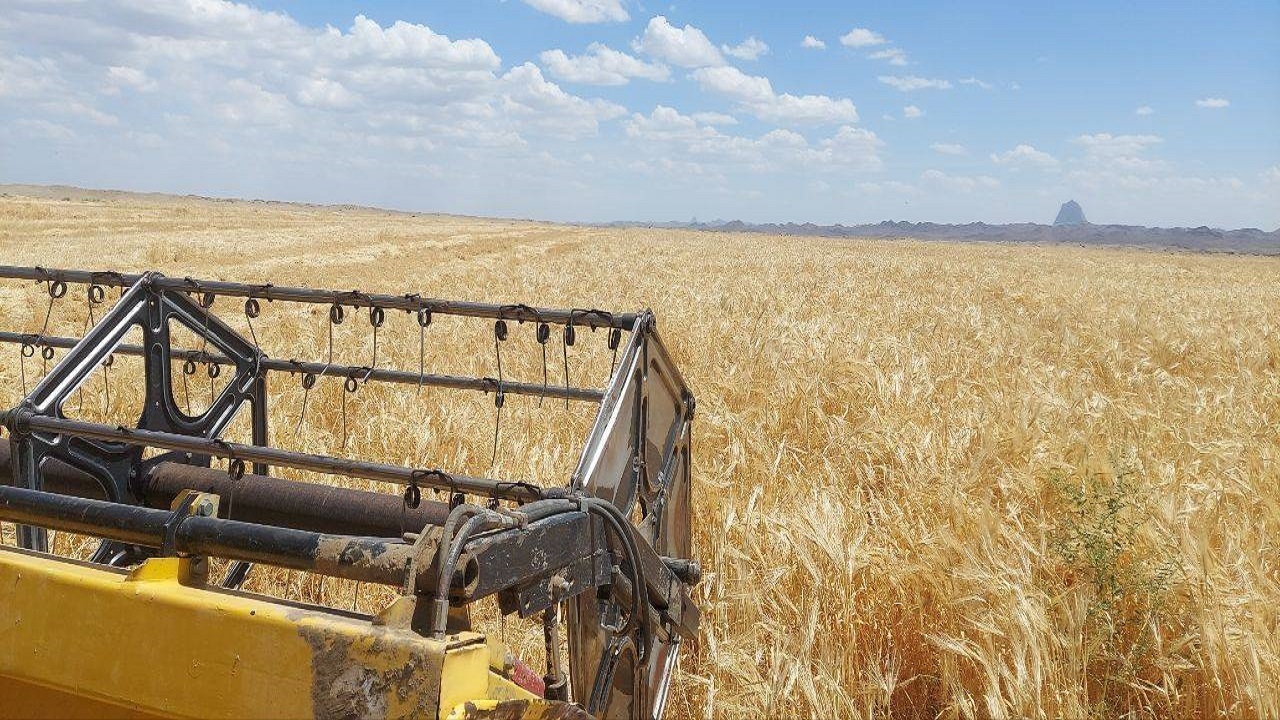 آغاز برداشت جو ۴۲۰۰ هکتار از اراضی کشاورزی شهرستان خاش