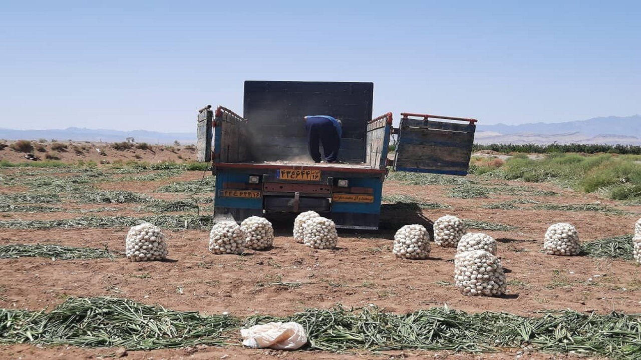 برداشت گوجه فرنگی و پیاز بهاره در شهرستان فنوج
