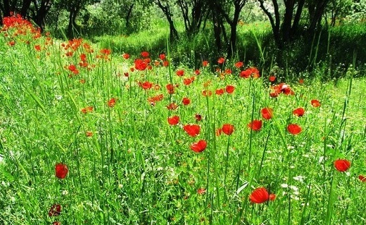 شوریدگی شقایق&zwnj;ها در دشت کوهدشت + تصاویر