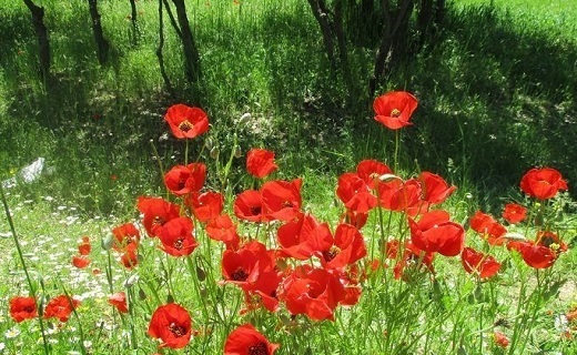 شوریدگی شقایق&zwnj;ها در دشت کوهدشت + تصاویر