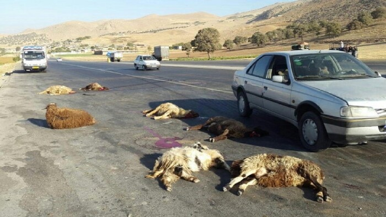 تلف شدن ۳۰ راس گوسفند در برخورد با مینی بوس