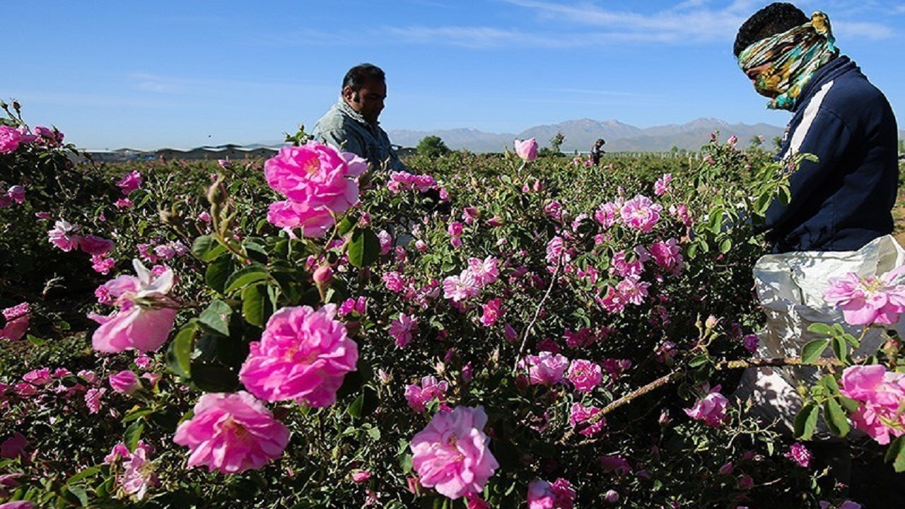 آغاز برداشت گل محمدی در روستای شنازند کوهین + فیلم