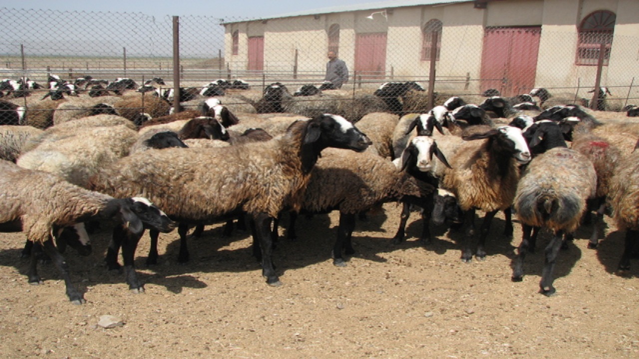 اجرای طرح توسعه اصلاح نژاد دام روستایی در استان قزوین