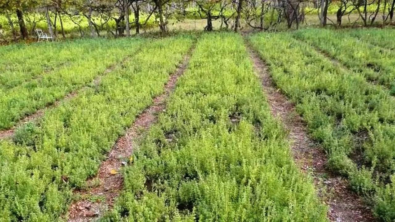 ترخون خوش آوازه گلباف در راه بازار