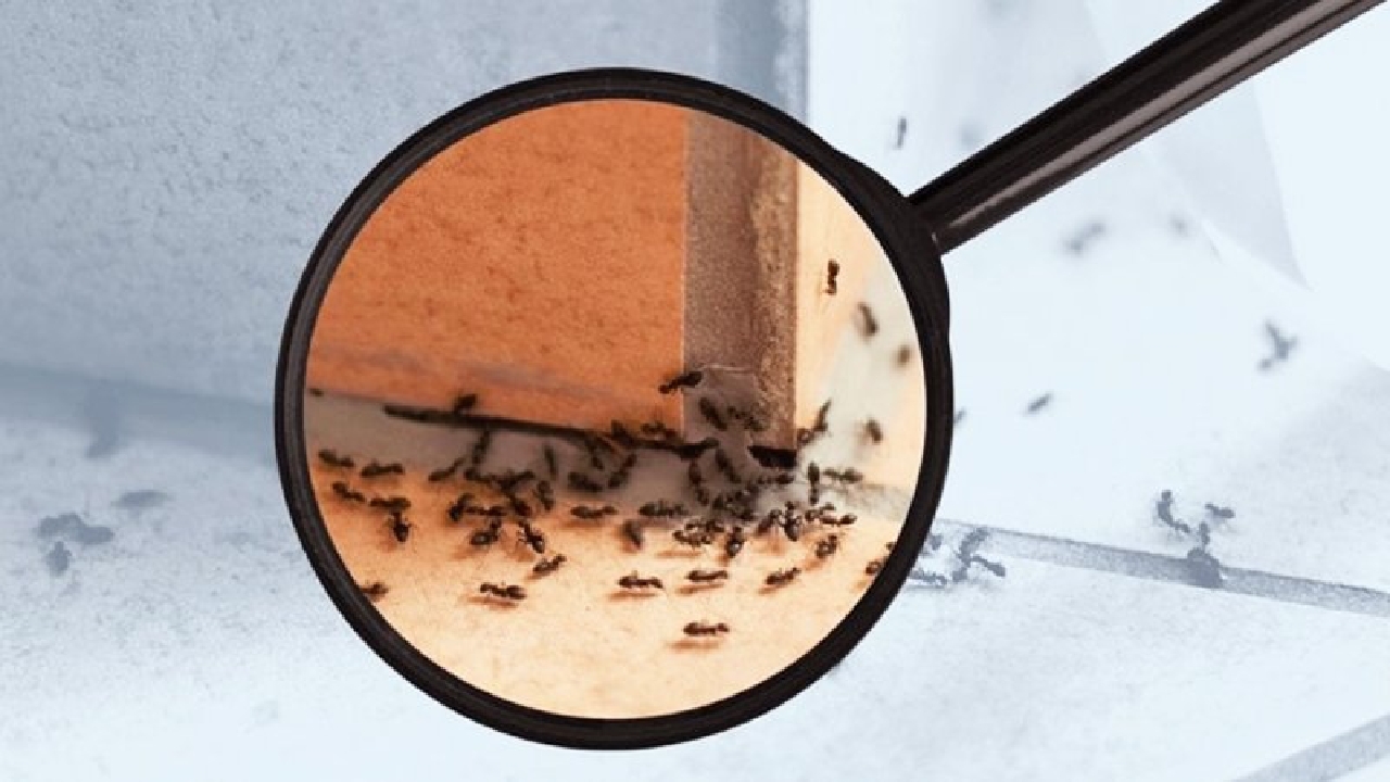 ۷ روش خانگی و ساده برای دفع مورچه‌ها