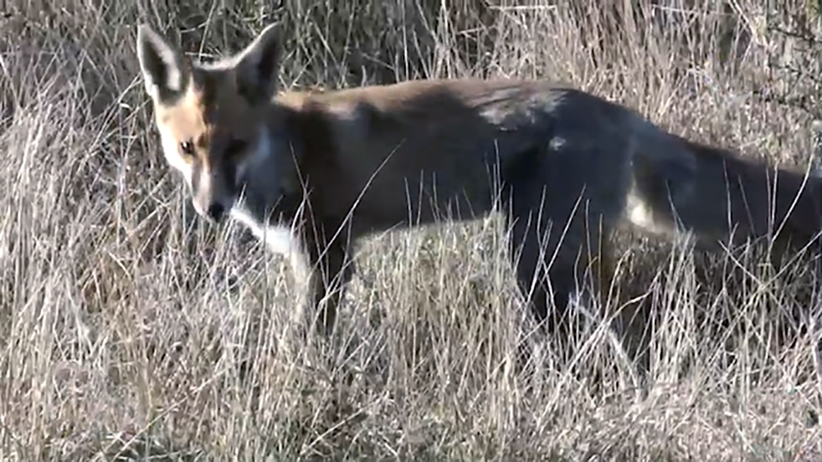 تلاش مردم برای فراری دادن آهو از چنگال یک مار + فیلم