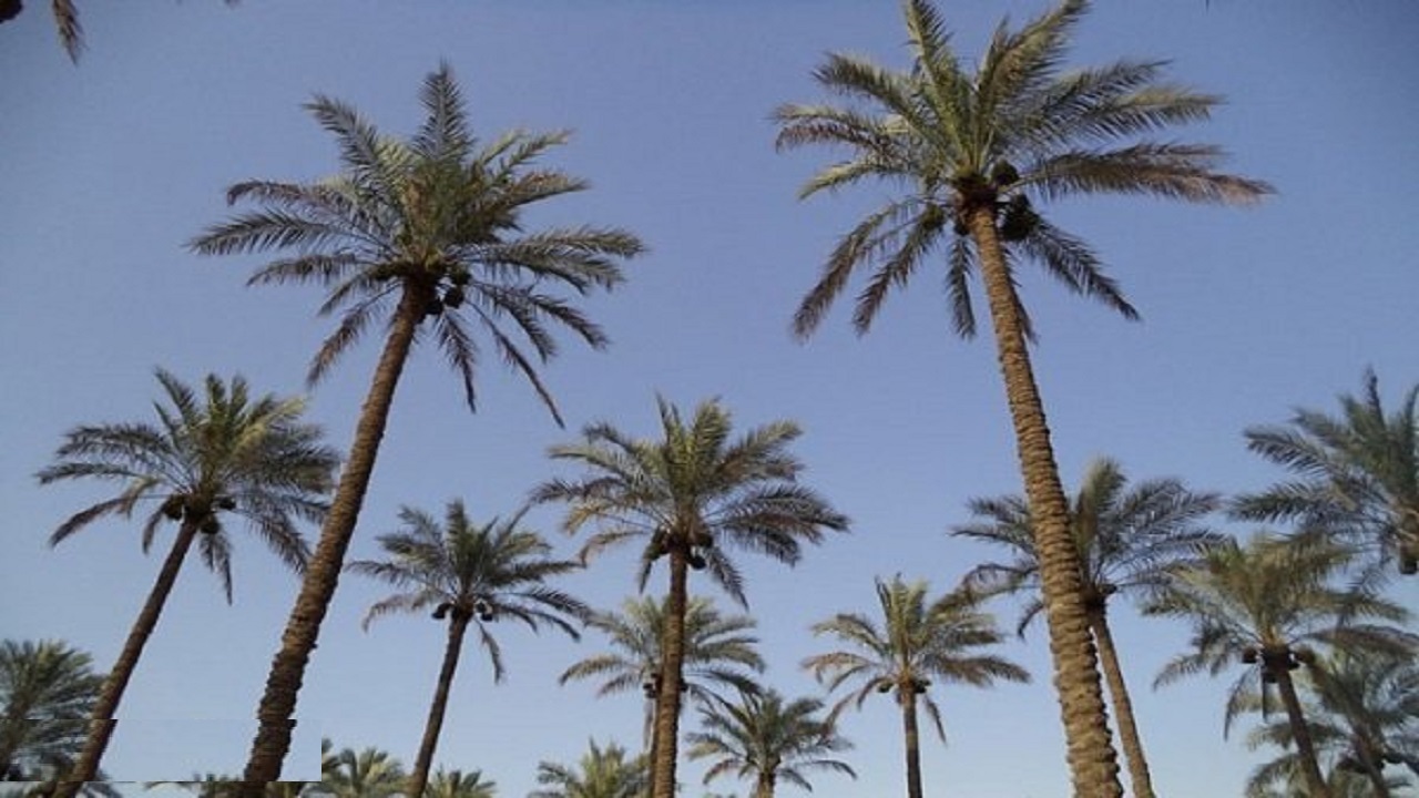 آفات خطرناک در نخیلات بوشهر/ از سوسک چوبخوار تا کنه‌ تارعنکبوتی