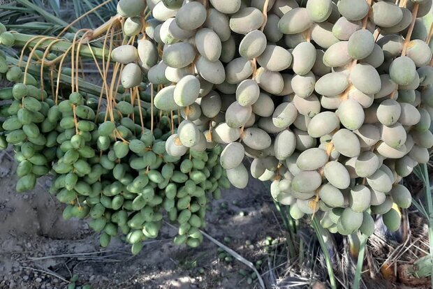 تهدیدی به نام کنه&zwnj;های تار عنکبوتی خرما