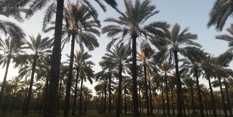 تهدیدی به نام کنه&zwnj;های تار عنکبوتی خرما