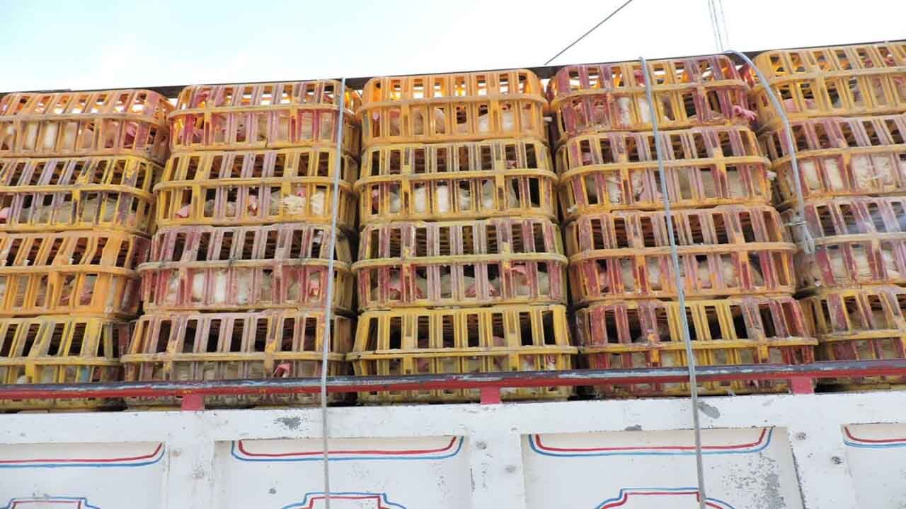 کشف بیش از ۱۸۰۰ قطعه مرغ زنده قاچاق در بم