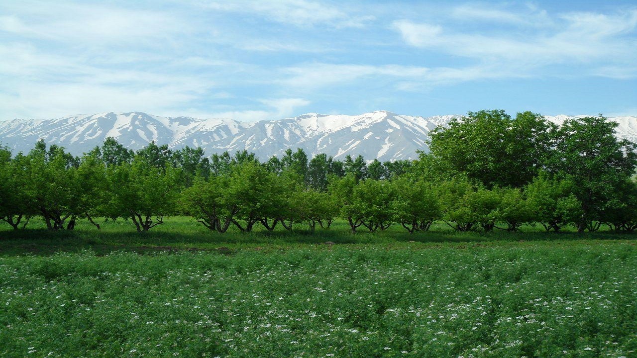 طبیعت بهاری سراب روستای تازناب نهاوند در قالب تصاویر