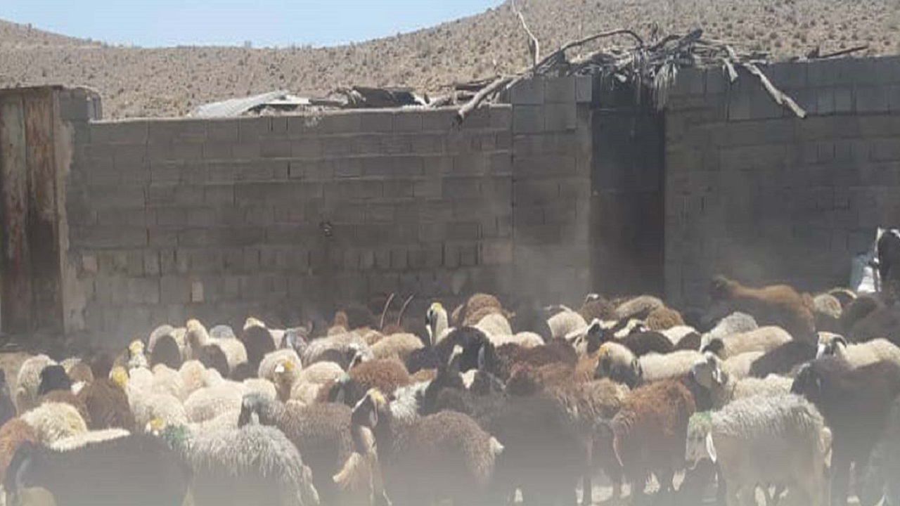 کشف بیش از ۵۰۰ راس دام قاچاق در هرمزگان