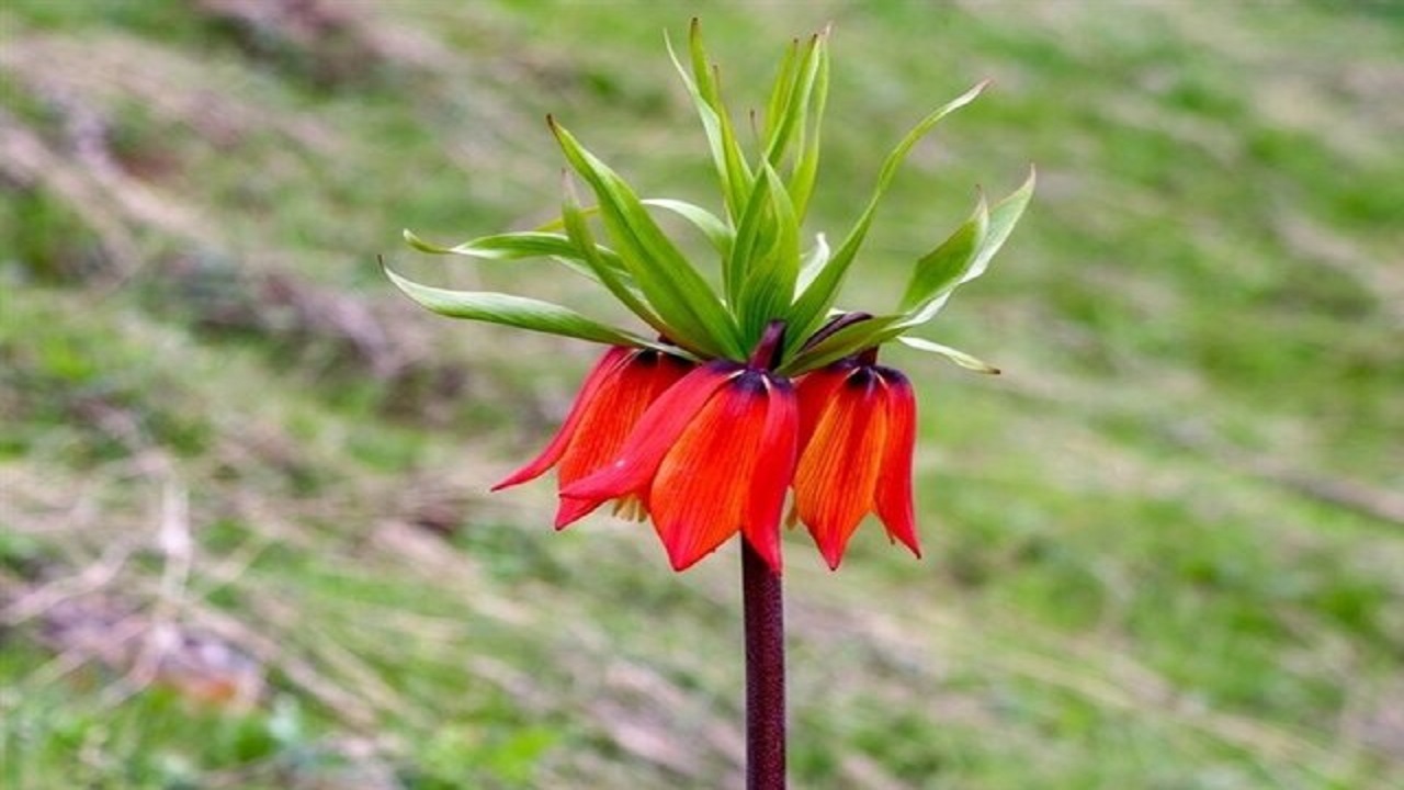 برخورد جدی با افرادی که اقدام به چیدن و فروش لاله واژگون می کنند