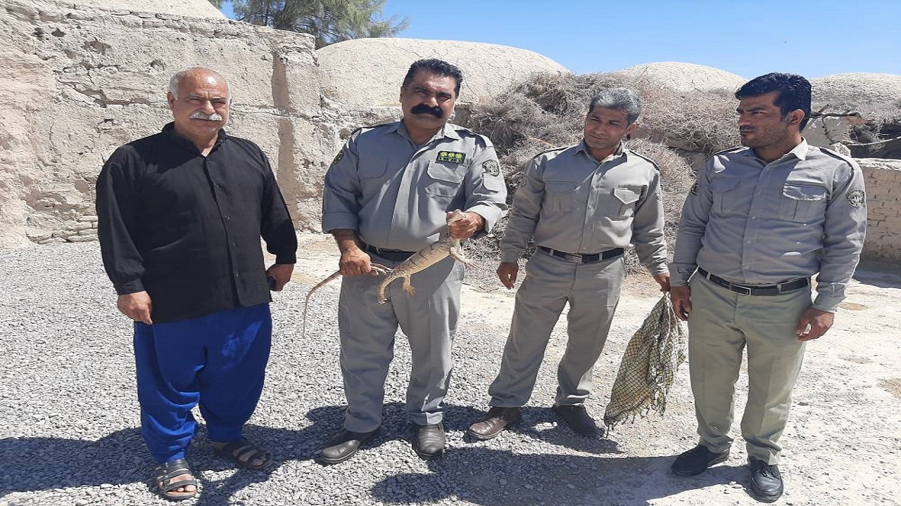 زنده گیری و رهاسازی  یک عدد بزمجه در نیمروز