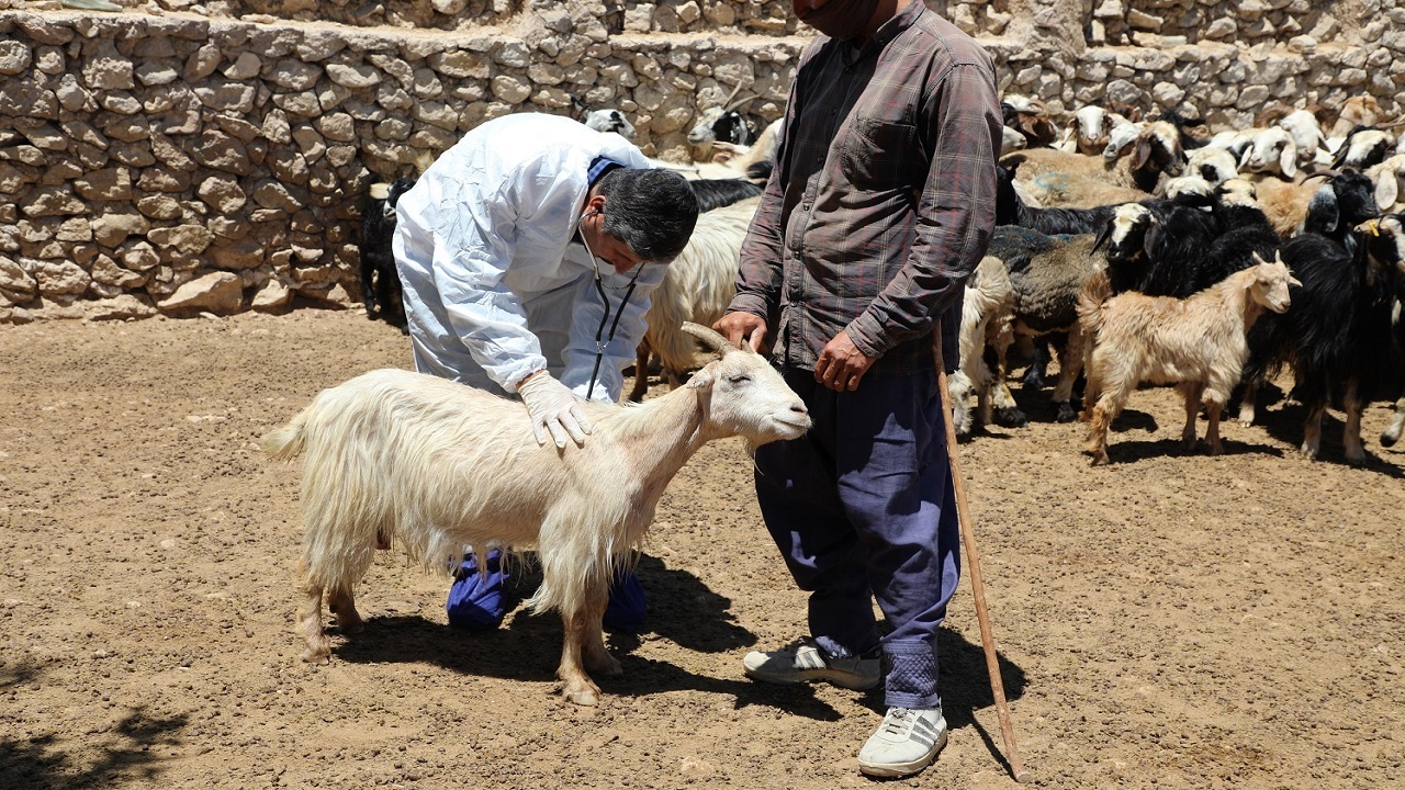 آغاز اردوی جهادی دامپزشکی در دشتستان