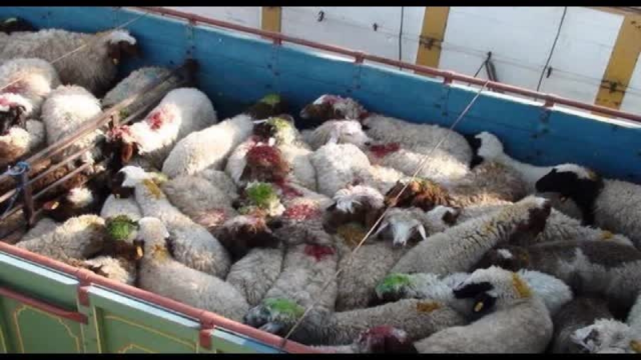 مبارزه با قاچاق دام زنده در شهرستان کوهرنگ