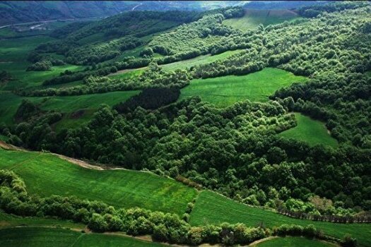 طرح تحول احیای پوشش گیاهی در ۵۰ میلیون هکتار اجرا می شود