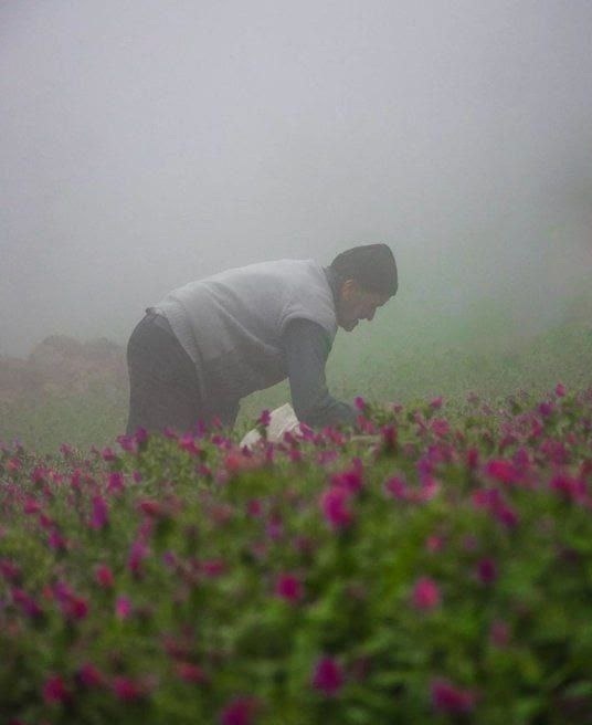 برداشت محصول