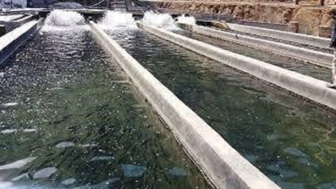 افزایش ۵۰۰ تنی تولیدات شیلاتی در کرمانشاه
