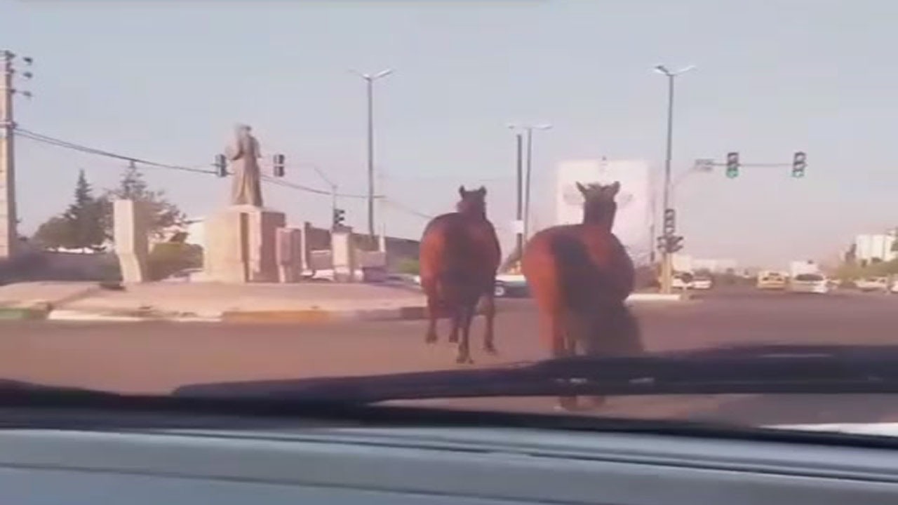 جولان اسب‌های سرگردان در بابلسر + فیلم
