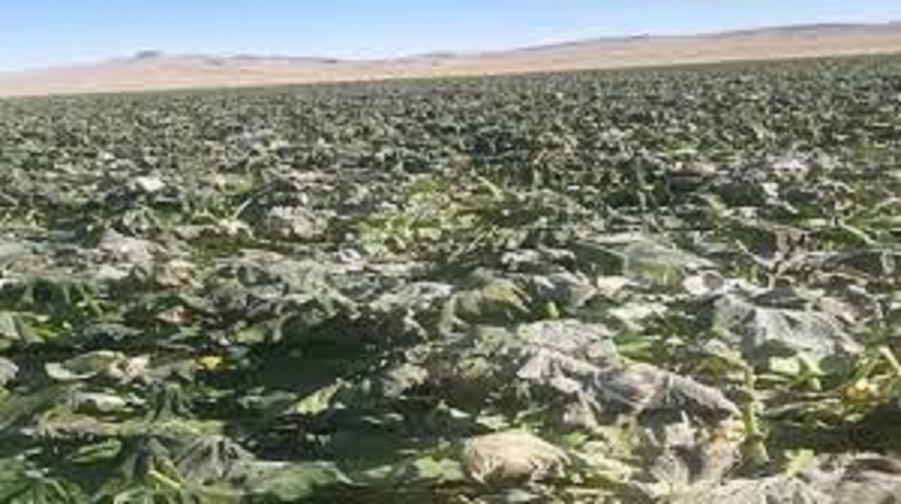 خسارت سرمازدگی به بیش از ۱۱ هزار هکتار باغها و مزارع سمیرم