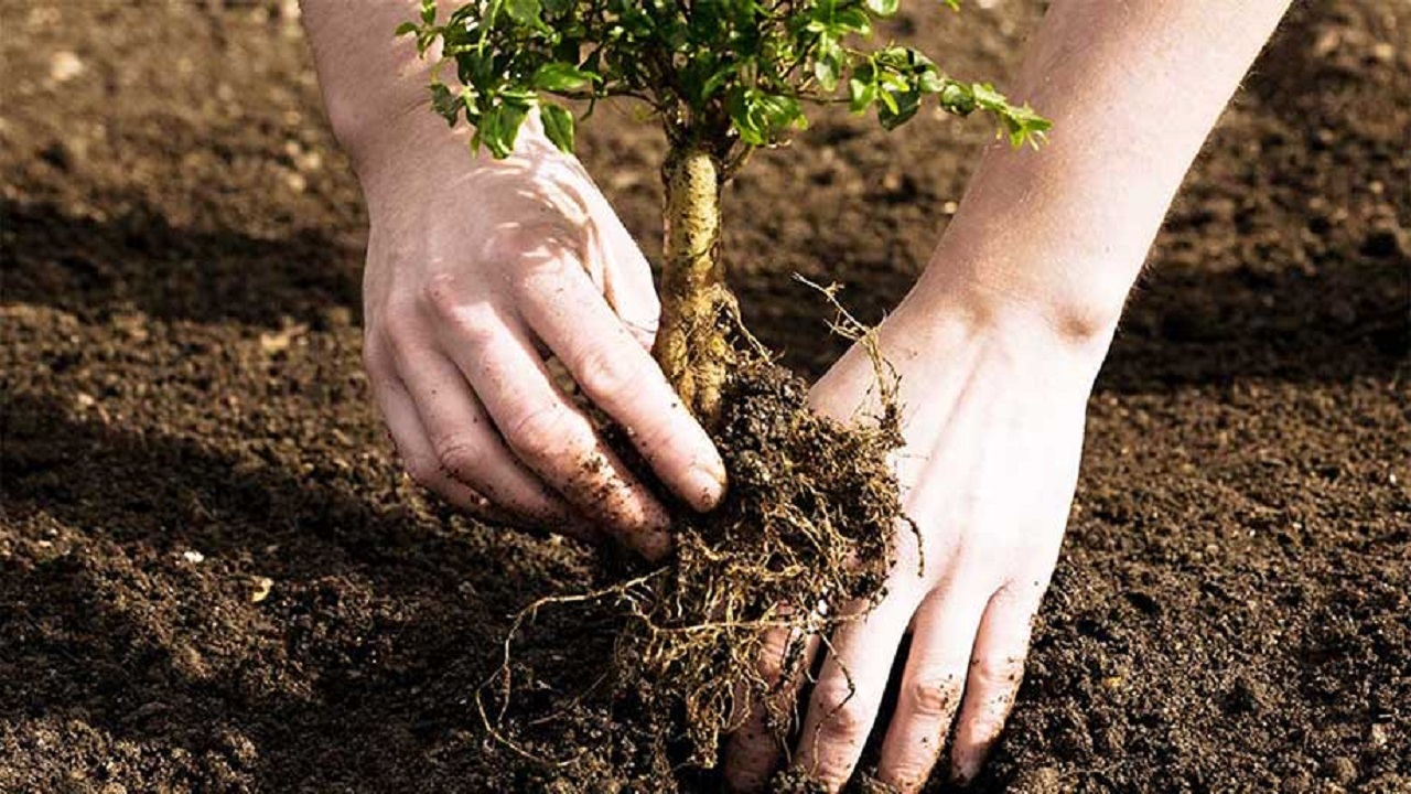 کاشت ۴ هزار و ۸۰۰ نهال درخت مثمر در الوار گرمسیری