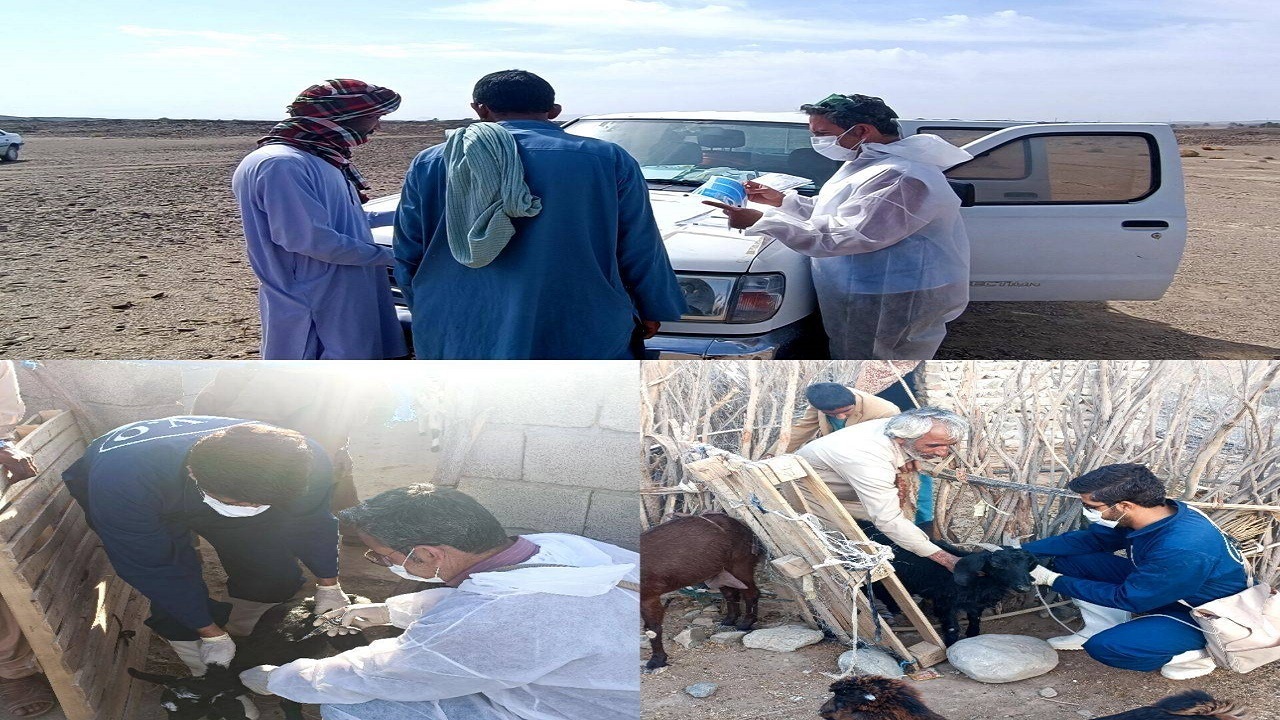 شروع فاز واکسیناسیون طاعون نشخوارکنندگان کوچک در سیستان و بلوچستان