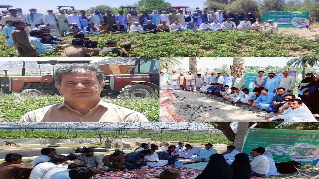 اجرای موفق چهارمین کاروان ترویجی الگوی کشت ملی محصولات زراعی در سیستان وبلوچستان