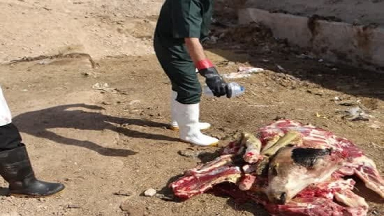 لاشه گاو مبتلا به بیماری تیلریوز در طبس معدوم شد