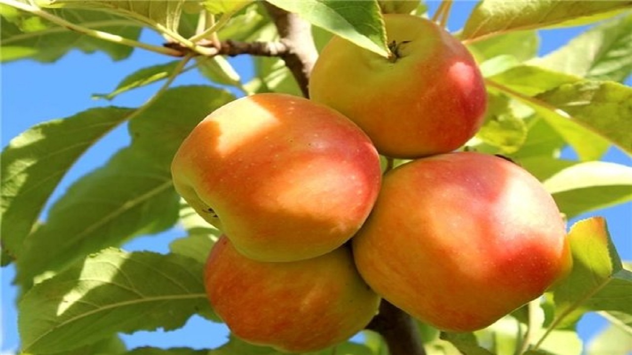 تولید سالانه هشت هزار تن محصولات سردرختی در کشت و صنعت مغان