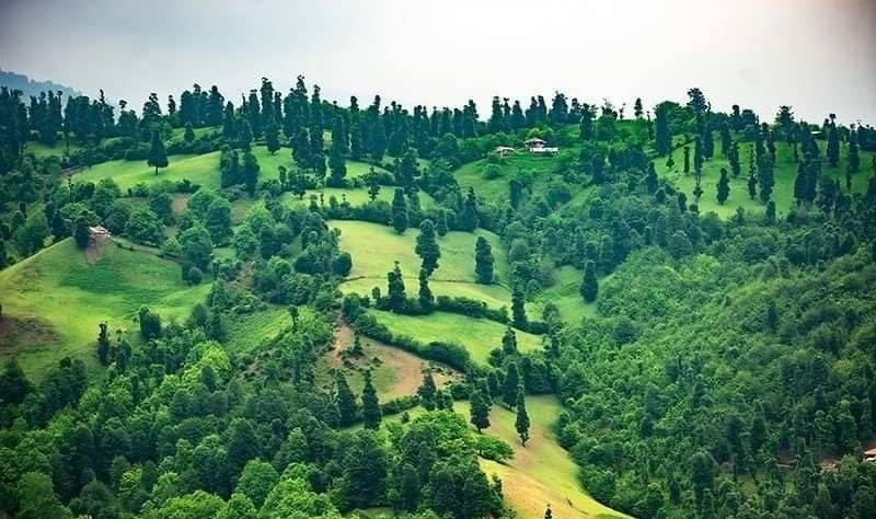 جنگل های شمال