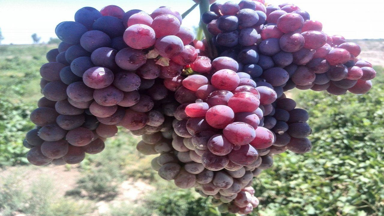 آغاز برداشت انگور یاقوتی در سیستان و بلوچستان