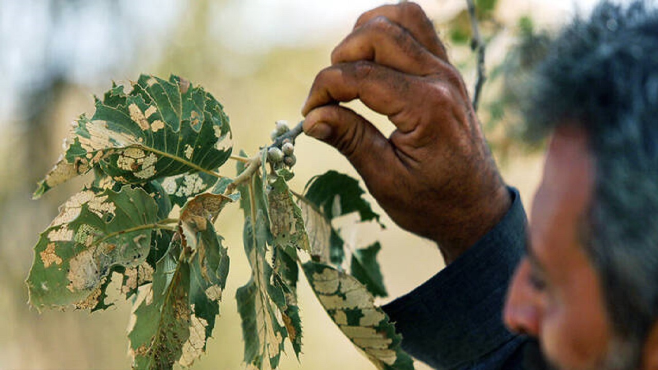 لزوم مبارزه با آفت پروانه برگ‌خوار در جنگل‌های روستای چین بخش لوداب