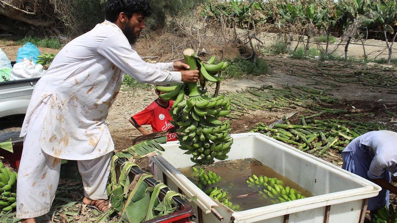 اختصاص ۷۱۳۶ هکتار از باغات سیستان و بلوچستان به کشت موز