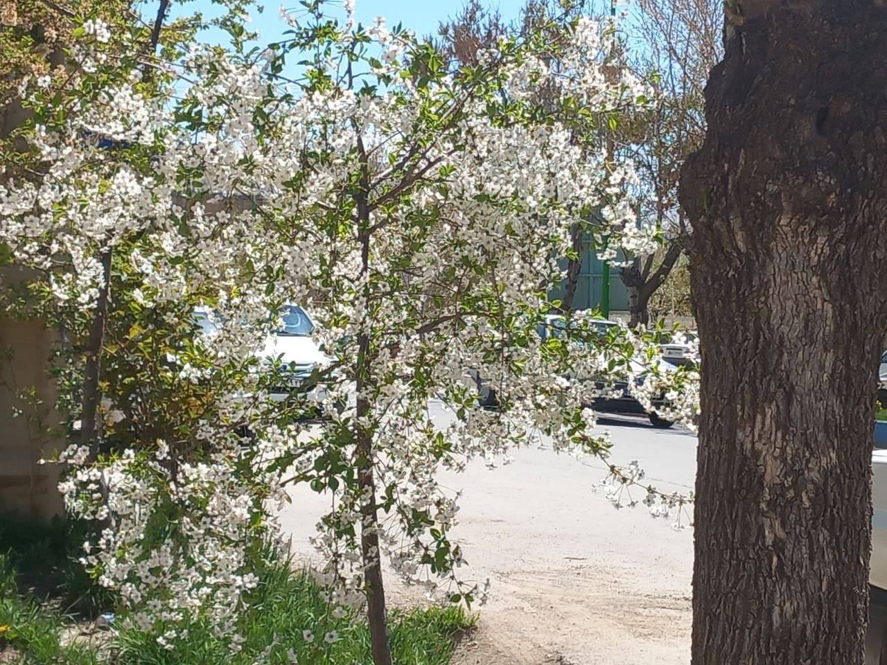 شکوفایی درخت آلوچه