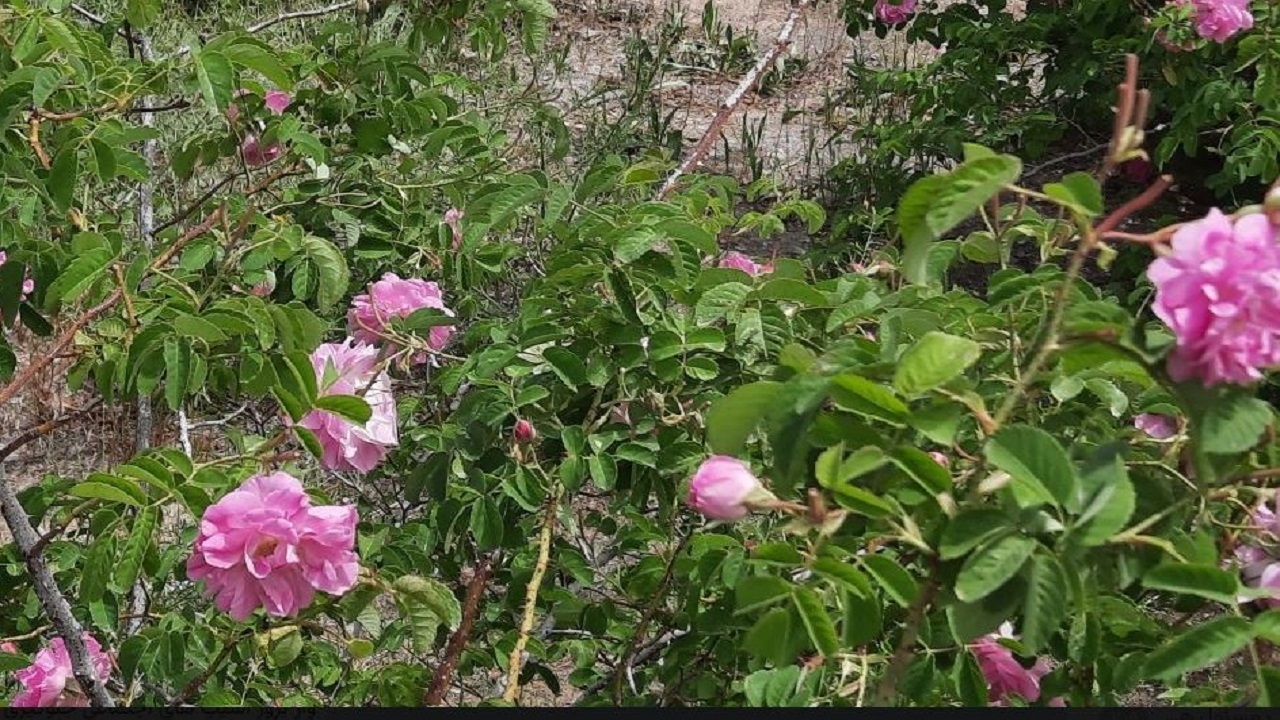 برداشت گل محمدی از مزارع سیاه جنگل بخش لادیزمیرجاوه