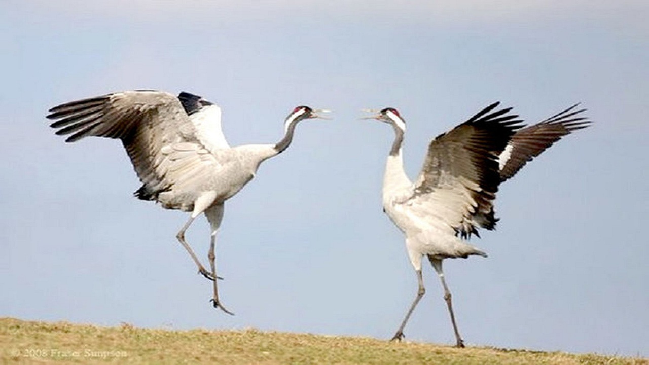تالاب‌های چالدران تنها زیستگاه جوجه‌آوری «دُرنا» در ایران