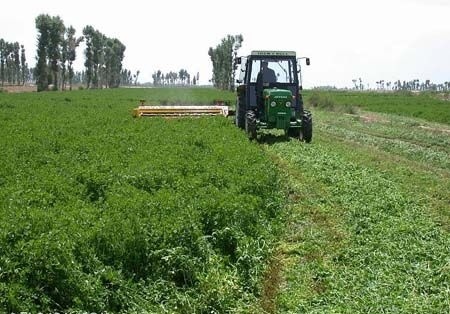 اشتغال و امیدآفرینی با تولید خوراک دام/ یونجه‌ای که هم محرومیت زاست و هم اشتغالزا