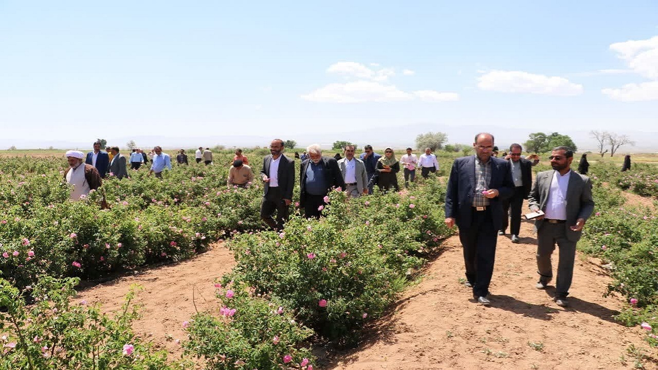 برگزاری اولین جشنواره گل محمدی قزوین در باغستان خوزنین