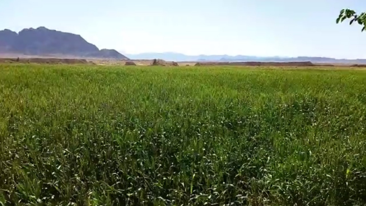 نگاهی به طبیعت روستای مبشرآباد طبس در قالب فیلم