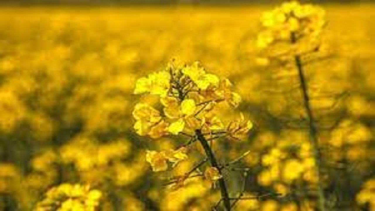 افزایش ۵۰ درصدی سطح زیرکشت کلزا در اسدآباد