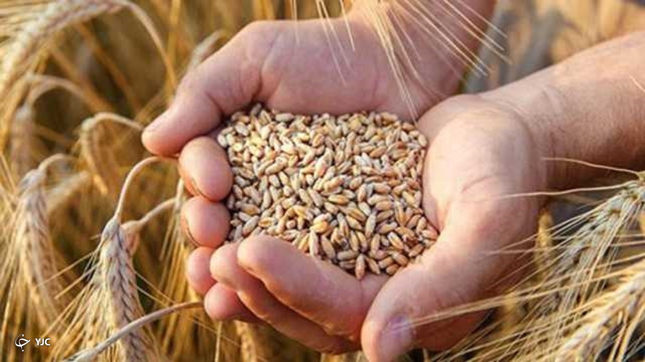 کشت غلات مهاباد امسال به ۵۰ هزار هکتار رسید